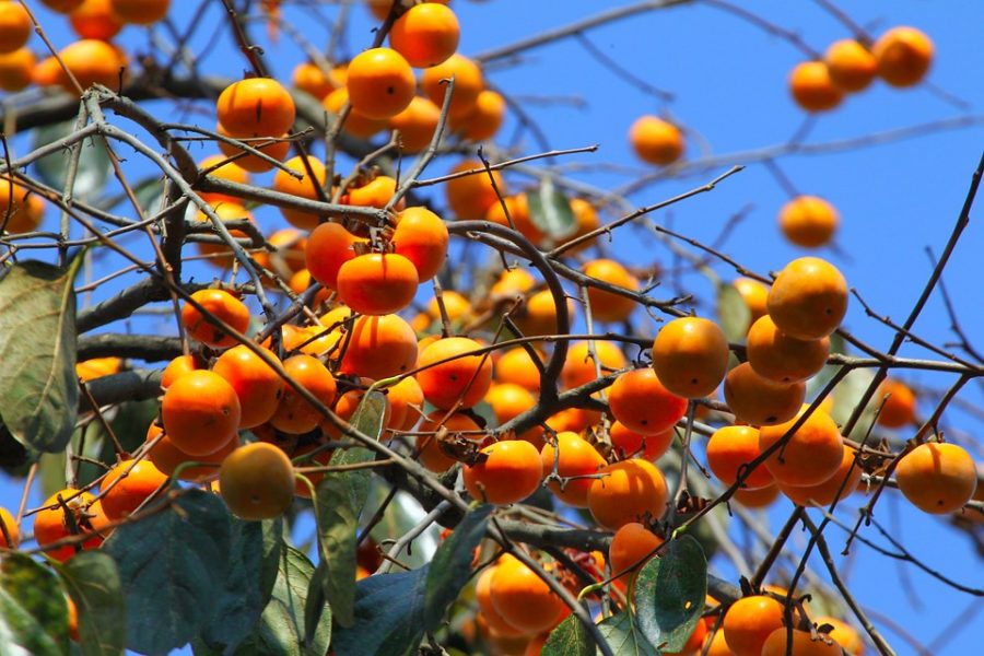 🏅 Top 10 Fructe Exotice - Tie Care iti Plac?