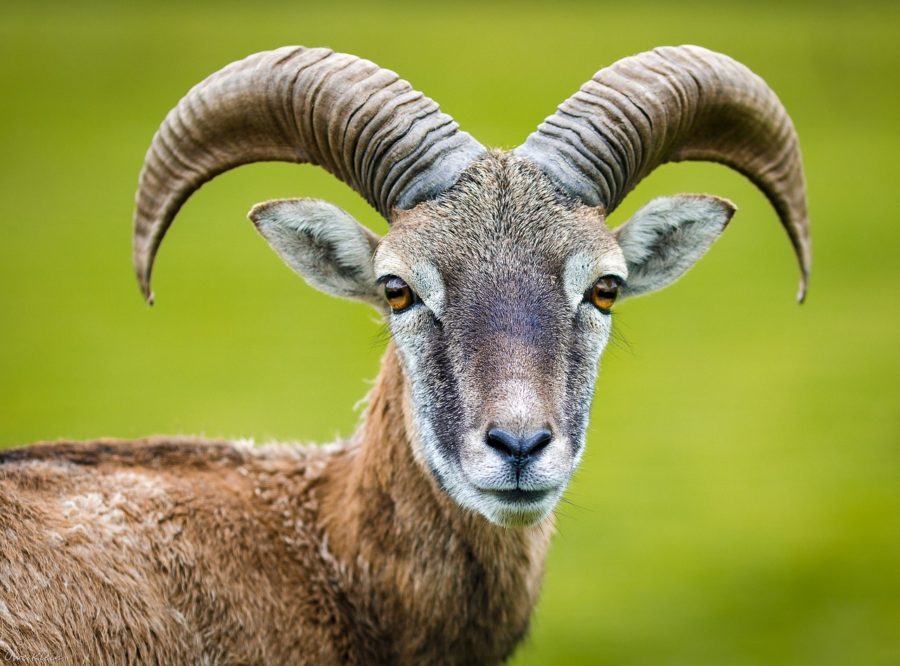 barbatul capricorn in pat
