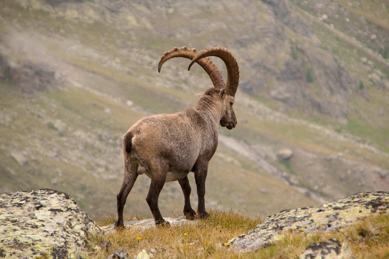 ce il innebuneste pe barbatul capricorn la o femeie
