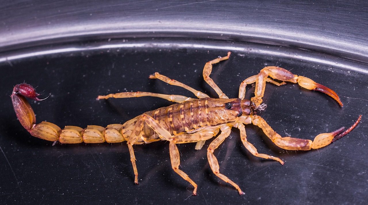 barbatul scorpion