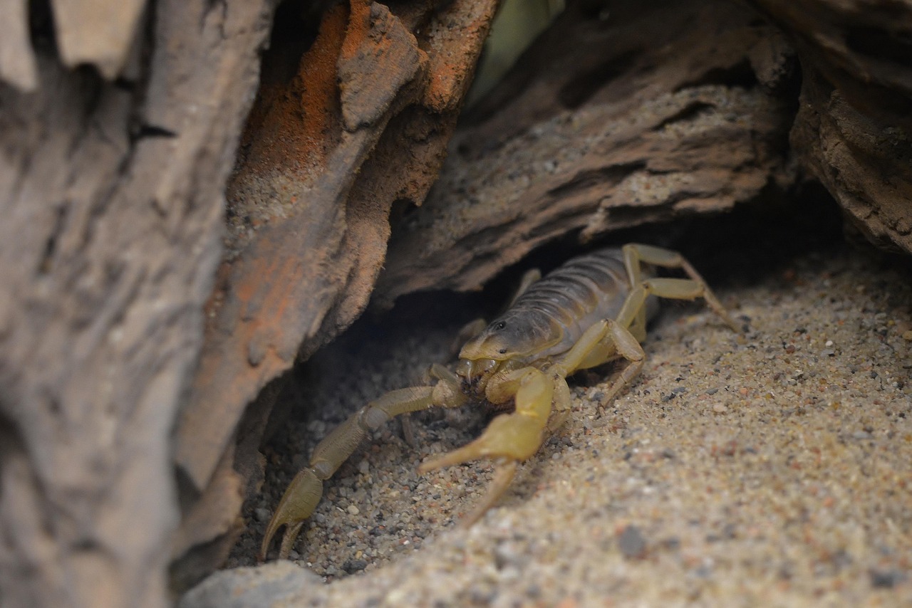 femeia ideala pentru barbatul scorpion