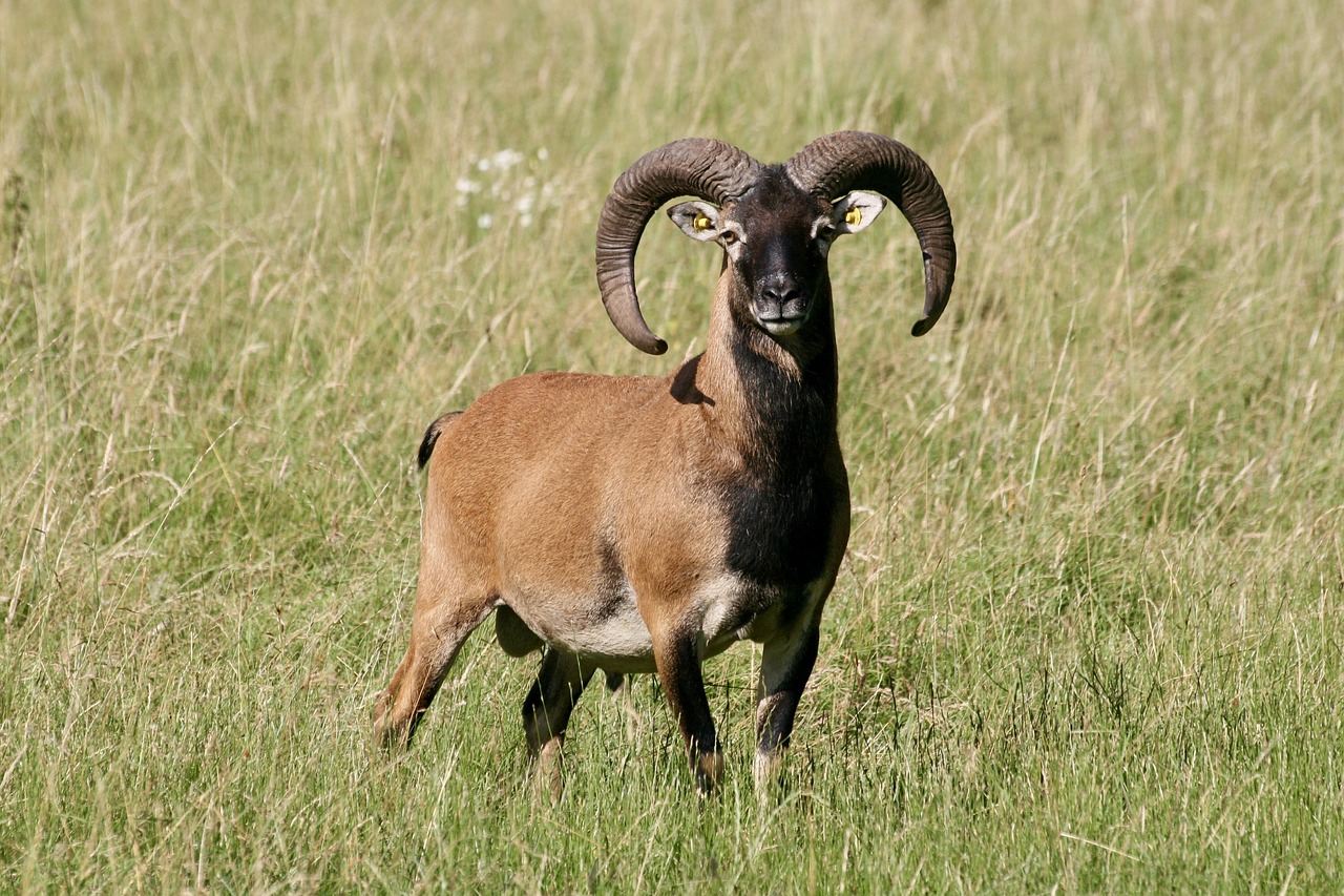barbatul berbec