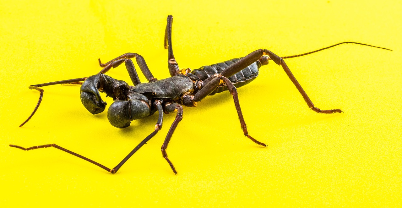 barbatul perfect pentru femeia scorpion